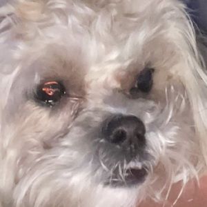 Meet your Posher, Bradley